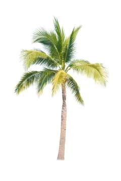 Palm tree or Coconut tree ,a green leaf isolation for summer background ,relax a Stock Photos