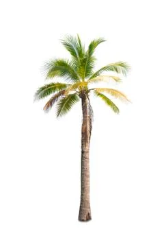 Palm tree or Coconut tree ,a green leaf isolation for summer background ,relax a Stock Photos
