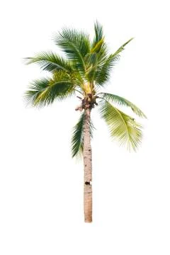 Palm tree or Coconut tree ,a green leaf isolation for summer background ,relax a Stock Photos