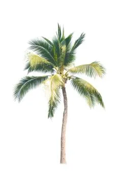 Palm tree or Coconut tree ,a green leaf isolation for summer background ,relax a Stock Photos
