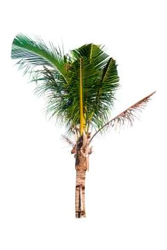 Palm tree or Coconut tree ,a green leaf isolation for summer background ,relax a Stock Photos