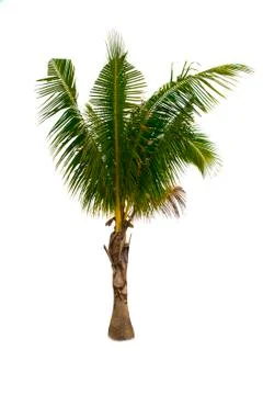 Palm tree or Coconut tree ,a green leaf isolation for summer background ,relax a 写真素材