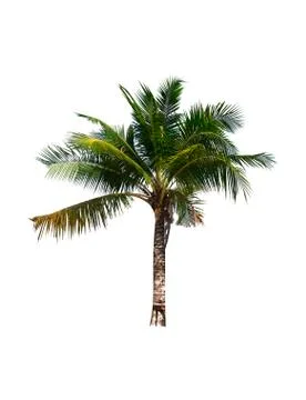 Palm tree or Coconut tree ,a green leaf isolation for summer background ,relax a Stock Photos