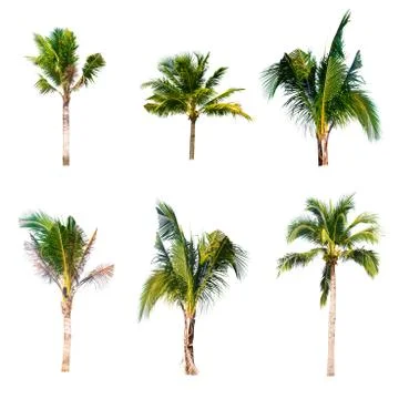 Palm tree or Coconut tree ,a green leaf isolation for summer background ,relax a Stock Photos