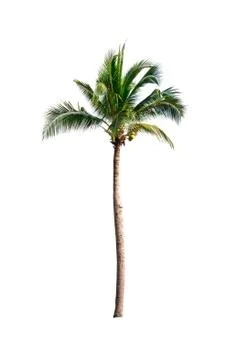 Palm tree or Coconut tree ,a green leaf isolation for summer background ,relax a Stock Photos