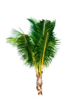 Palm tree or Coconut tree ,a green leaf isolation for summer background ,relax a Stock Photos