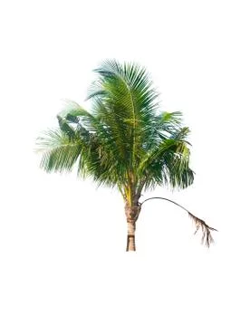 Palm tree or Coconut tree ,a green leaf isolation for summer background ,relax a Stock Photos