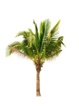 Palm tree or Coconut tree ,a green leaf isolation for summer background ,relax a Stock Photos