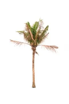 Palm tree or Coconut tree ,a green leaf isolation for summer background ,relax a Stock Photos