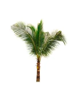 Palm tree or Coconut tree ,a green leaf isolation for summer background ,relax a Stock Photos