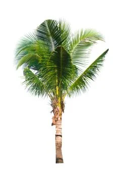 Palm tree or Coconut tree ,a green leaf isolation for summer background ,relax a Stock Photos