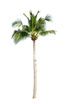 Palm tree or Coconut tree ,a green leaf isolation for summer background ,relax a Stock Photos