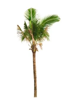 Palm tree or Coconut tree ,a green leaf isolation for summer background ,relax a Stock Photos