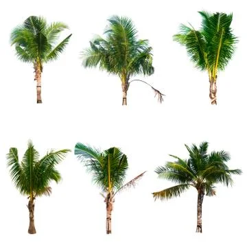 Palm tree or Coconut tree ,a green leaf isolation for summer background ,relax a Stock Photos