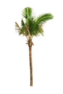 Palm tree or Coconut tree ,a green leaf isolation for summer background ,relax a Stock Photos