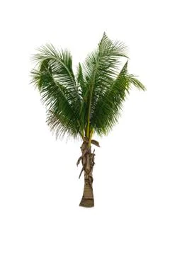 Palm tree or Coconut tree ,a green leaf isolation for summer background ,relax a Stock Photos