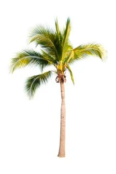 Palm tree or Coconut tree ,a green leaf isolation for summer background ,relax a Stock Photos