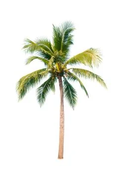 Palm tree or Coconut tree ,a green leaf isolation for summer background ,relax a Stock Photos