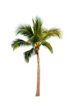 Palm tree or Coconut tree ,a green leaf isolation for summer background ,relax a Stock Photos