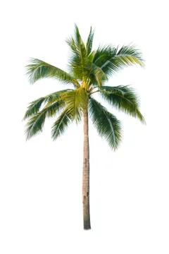 Palm tree or Coconut tree ,a green leaf isolation for summer background ,relax a Stock Photos