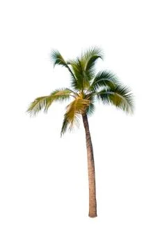 Palm tree or Coconut tree ,a green leaf isolation for summer background ,relax a Stock Photos