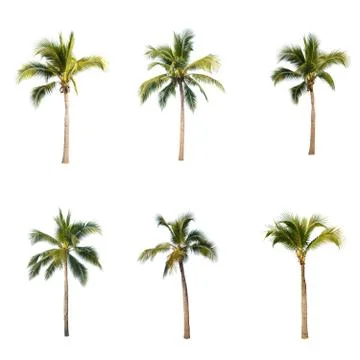 Palm tree or Coconut tree ,a green leaf isolation for summer background ,relax a Stock Photos
