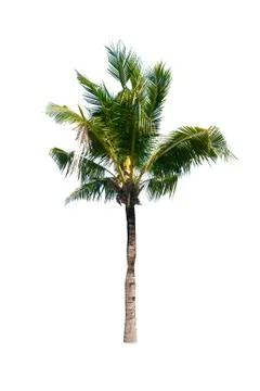 Palm tree or Coconut tree ,a green leaf isolation for summer background ,relax a Stock Photos