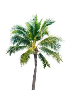 Palm tree or Coconut tree ,a green leaf isolation for summer background ,relax a Stock Photos