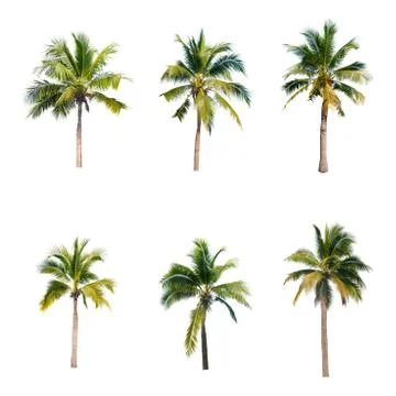 Palm tree or Coconut tree ,a green leaf isolation for summer background ,relax a Stock Photos