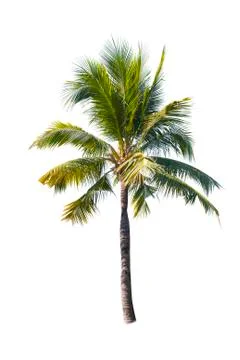 Palm tree or Coconut tree ,a green leaf isolation for summer background ,relax a Stock Photos