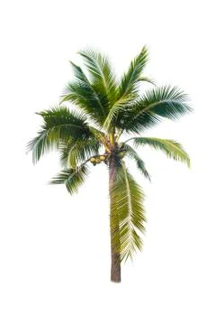 Palm tree or Coconut tree ,a green leaf isolation for summer background ,relax a Stock Photos