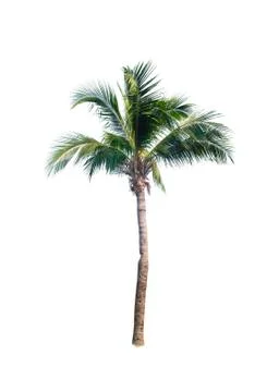 Palm tree or Coconut tree ,a green leaf isolation for summer background ,relax a Stock Photos