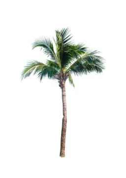 Palm tree or Coconut tree ,a green leaf isolation for summer background ,relax a Stock Photos