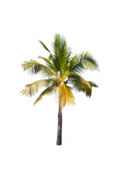 Palm tree or Coconut tree ,a green leaf isolation for summer background ,relax a 写真素材