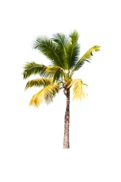 Palm tree or Coconut tree ,a green leaf isolation for summer background ,relax a Stock Photos