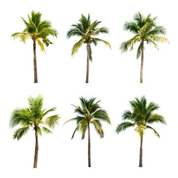 Palm tree or Coconut tree ,a green leaf isolation for summer background ,relax a Stock Photos