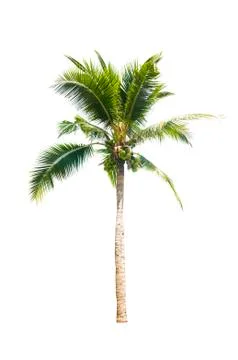 Palm tree or Coconut tree ,a green leaf isolation for summer background ,relax a Stock Photos