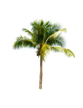 Palm tree or Coconut tree ,a green leaf isolation for summer background ,relax a Stock Photos