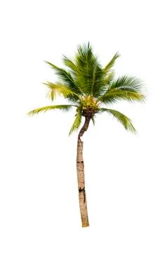 Palm tree or Coconut tree ,a green leaf isolation for summer background ,relax a Stock Photos