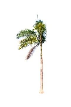 Palm tree or Coconut tree ,a green leaf isolation for summer background ,relax a Stock Photos