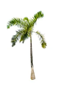 Palm tree or Coconut tree ,a green leaf isolation for summer background ,relax a Stock Photos