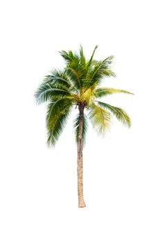 Palm tree or Coconut tree ,a green leaf isolation for summer background ,relax a Stock Photos