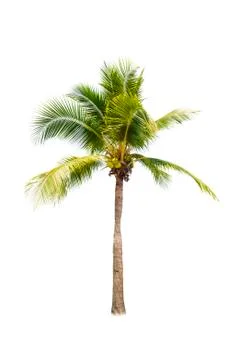 Palm tree or Coconut tree ,a green leaf isolation for summer background ,relax a Stock Photos