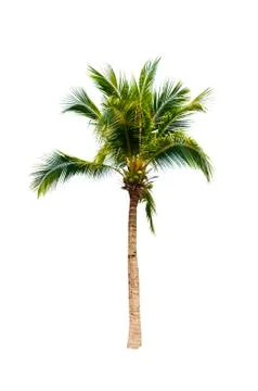 Palm tree or Coconut tree ,a green leaf isolation for summer background ,relax a Stock Photos