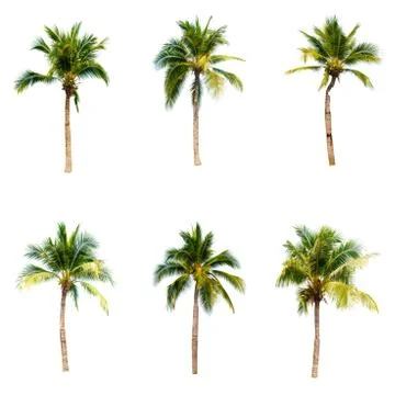 Palm tree or Coconut tree ,a green leaf isolation for summer background ,relax a Stockfoto's
