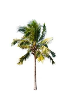 Palm tree or Coconut tree ,a green leaf isolation for summer background ,relax a Stock Photos