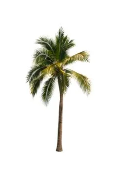Palm tree or Coconut tree ,a green leaf isolation for summer background ,relax a Stock Photos