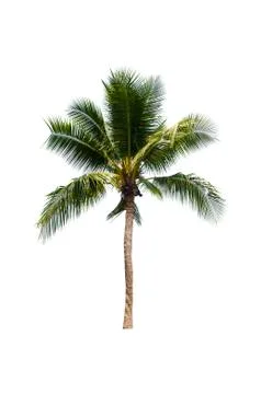 Palm tree or Coconut tree ,a green leaf isolation for summer background ,relax a Stock Photos