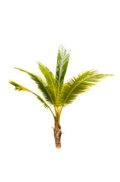 Palm tree or Coconut tree ,a green leaf isolation for summer background ,relax a Stock Photos