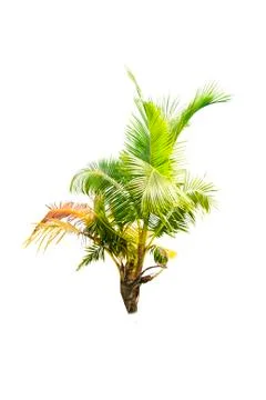 Palm tree or Coconut tree ,a green leaf isolation for summer background ,relax a Stock Photos